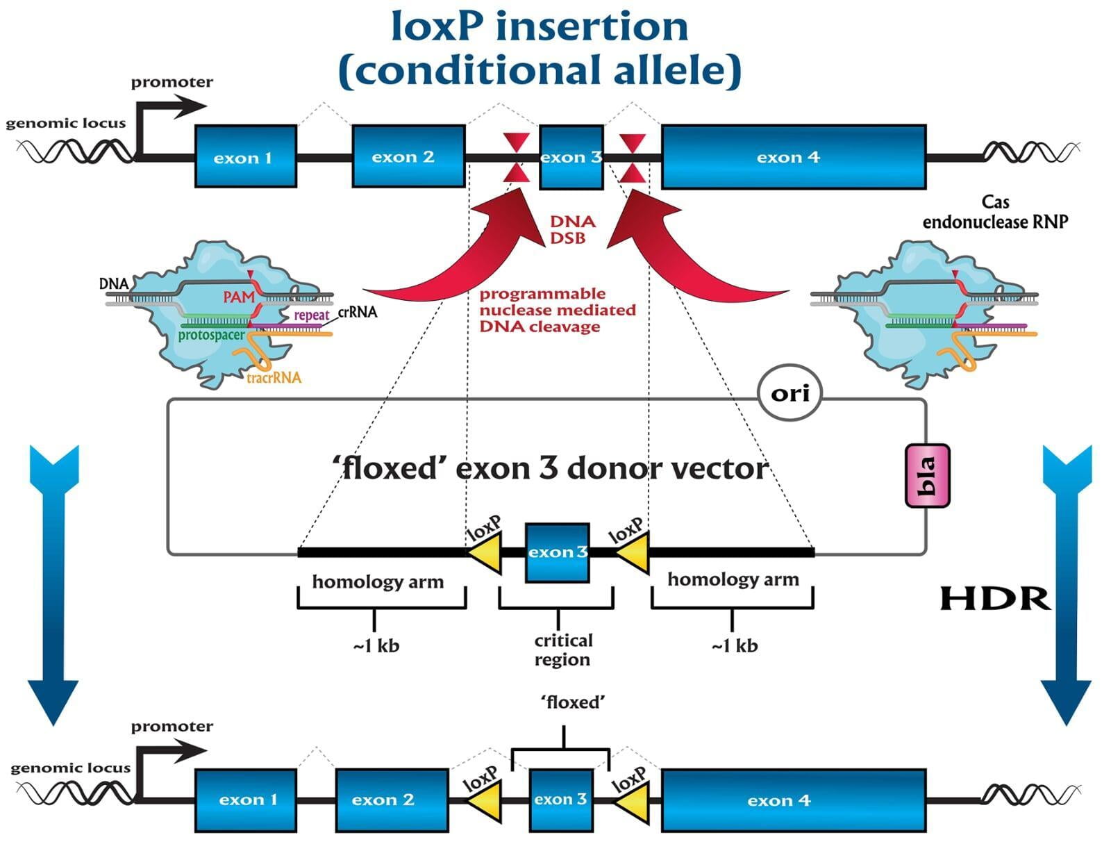 Site specific recombination technologies ssr novohelix
